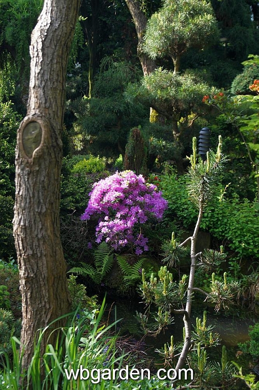 wbgarden spring 39.JPG